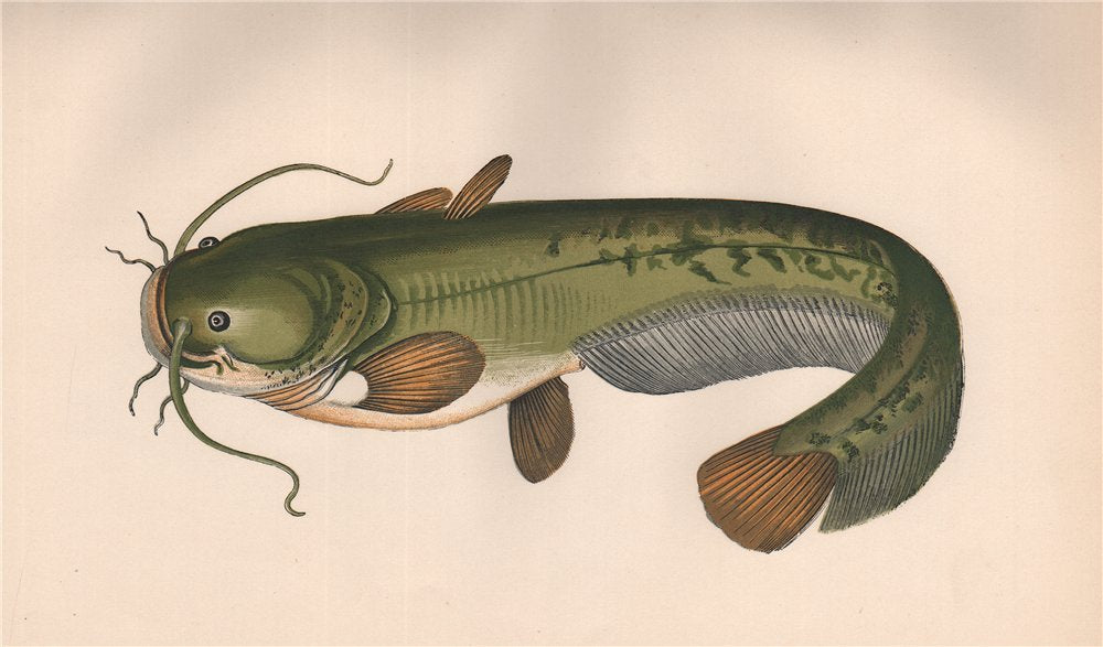 WELS CATFISH. Silurus glanis, Sheatfish. COUCH 1862 old antique print picture